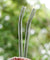 12mm (Transparent) 2 Bendy Reusable Glass Straws with Cleaning Brushes — STRAWTOPIA 