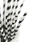 White | Black Striped Paper Straws — STRAWTOPIA - STRAWTOPIA