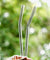 10mm (Transparent) 2 Bendy Reusable Glass Straws with Cleaning Brushes — STRAWTOPIA 