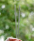 hands holding two straight glass straws during the day outdoors